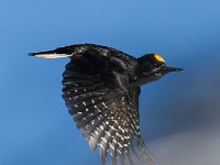 A2Z8359c  Black-backed Woodpecker (Picoides arcticus) - male by nest